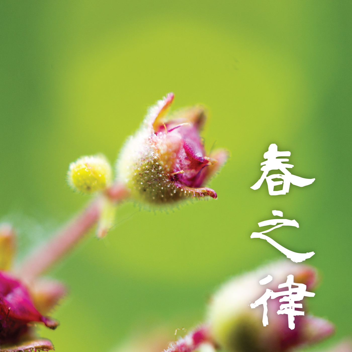 五行音樂-木＿春之律